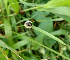 Aspideurus quadrimaculatus