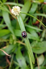 Aspideurus quadrimaculatus