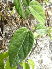 Passiflora brevipes