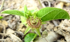 Passiflora brevipes