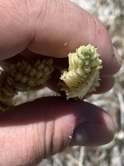 Spiranthes infernalis