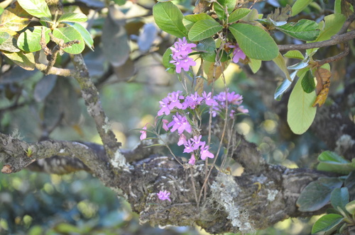 Image of Epidendrum centropetalum by no rights reserved