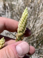 Spiranthes infernalis