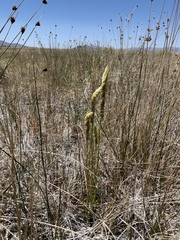 Spiranthes infernalis