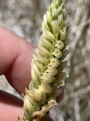 Spiranthes infernalis