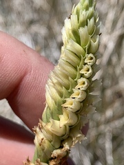 Spiranthes infernalis