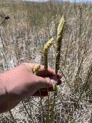 Spiranthes infernalis