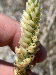 Spiranthes infernalis