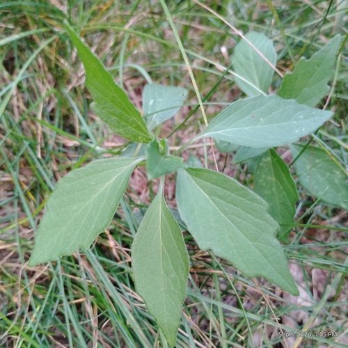 Image of Physalis virginiana by (c) Bryce, some rights reserved (CC BY)