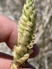 Spiranthes infernalis