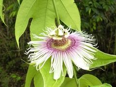 Passiflora mayarum