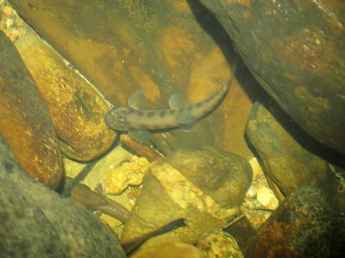 Hanitsch's loach (Glaniopsis hanitschi) — Balitoridae — 5