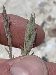 Chloropyron tecopense