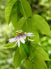 Passiflora mayarum