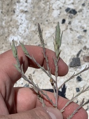 Chloropyron tecopense