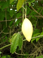 Passiflora mayarum