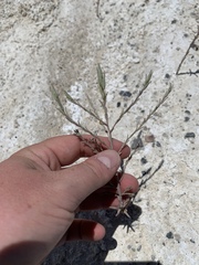 Chloropyron tecopense