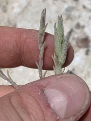 Chloropyron tecopense