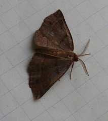 Metarranthis duaria