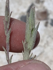 Chloropyron tecopense