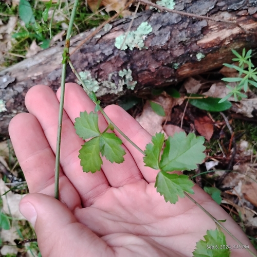 Image of Rubus enslenii by (c) Bryce, some rights reserved (CC BY)