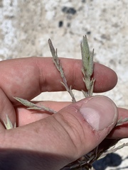 Chloropyron tecopense