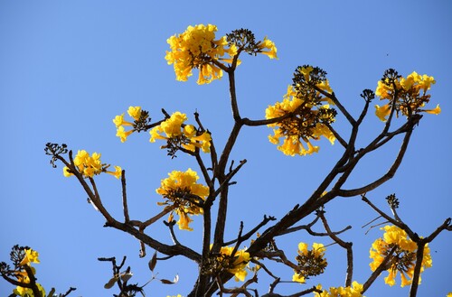 Handroanthus leucophloeus (Mart. ex DC.) Mattos 3