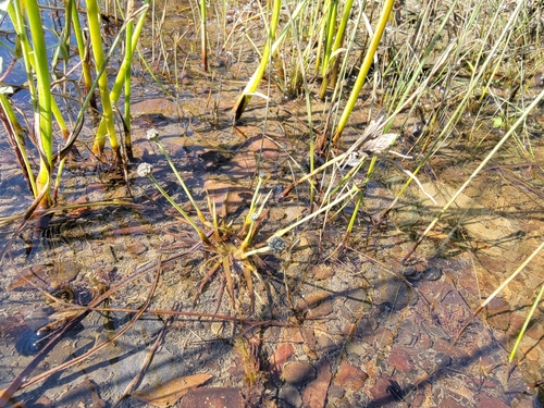 Image of Eriocaulon parkeri by (c) simonpesant, some rights reserved (CC BY)