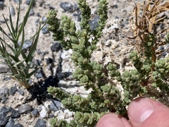 Nitrophila mohavensis