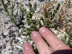 Nitrophila mohavensis