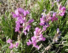 Oxytropis lambertii