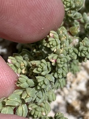 Nitrophila mohavensis