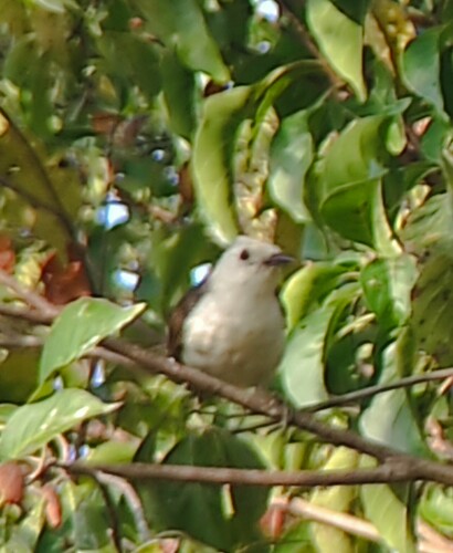 White-headed Wren (Campylorhynchus albobrunneus), photo 7