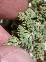 Nitrophila mohavensis
