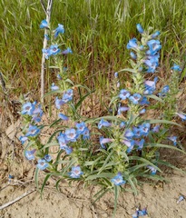 Penstemon angustifolius