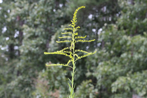 Tall Goldenrod