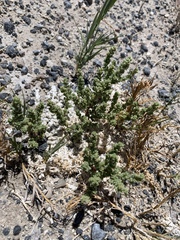 Nitrophila mohavensis