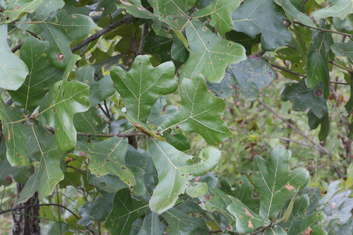 blackjack oak