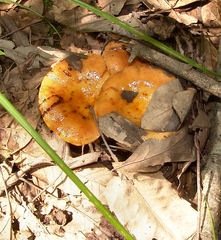 Russula mutabilis