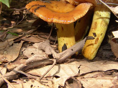 Russula mutabilis