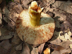 Russula mutabilis