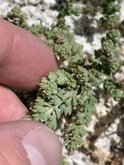 Nitrophila mohavensis