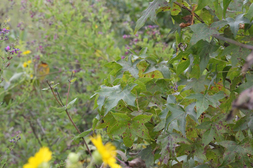 Sweetgum
