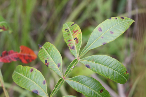shining sumac