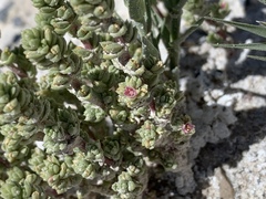 Nitrophila mohavensis