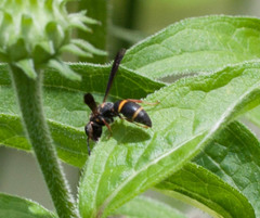 Parancistrocerus histrio