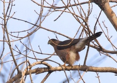Accipiter cooperii