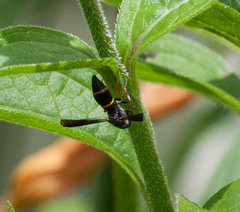 Parancistrocerus histrio