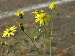 Senecio inaequidens