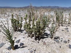 Nitrophila mohavensis